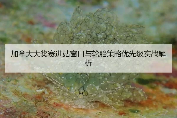 jia-na-da-da-jiang-sai-jin-zhan-chuang-kou-yu-lun-tai-ce-lve-you-xian-ji-shi-zhan-jie-xi-2-592.jpg
